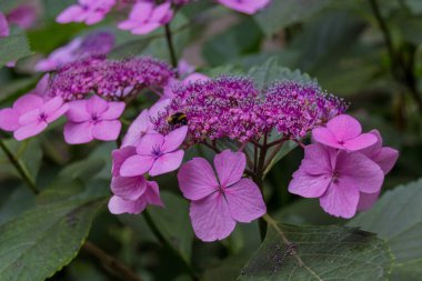 Bir bal arısı ortanca çiçeğinin üzerinde polen toplar.