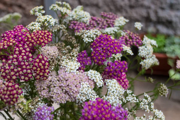 Bloeiende Yarrow Bloemen Achillea Millefolium Een Plant Uit Grassenfamilie Asteraceae — Stockfoto