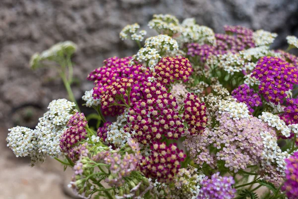 Bloeiende Yarrow Bloemen Achillea Millefolium Een Plant Uit Grassenfamilie Asteraceae — Stockfoto