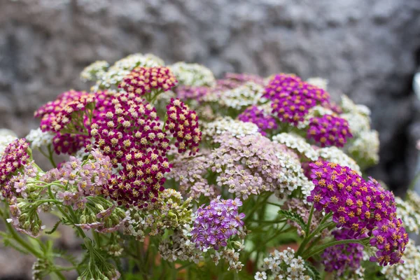 Çiçek Açan Kiremit Çiçekleri Achillea Millefolium Asteraceae Familyasından Bir Bitki — Stok fotoğraf