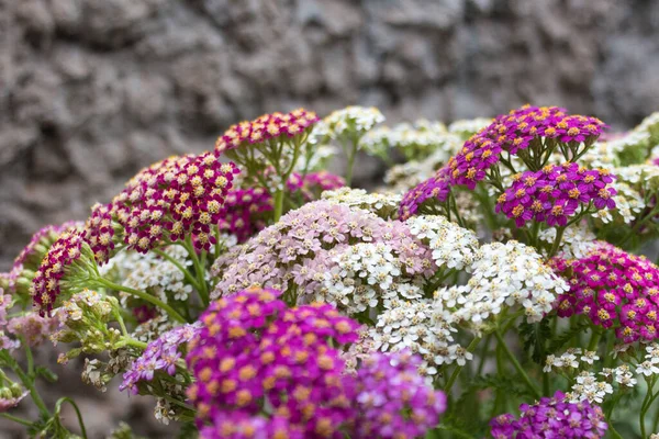 Çiçek açan kiremit çiçekleri. Achillea millefolium, Asteraceae familyasından bir bitki türü..