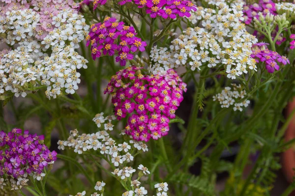 Blossoming Yarrow Flowers Achillea Millefolium Commonly Known Yarrow Common Yarrow — Stock Photo, Image