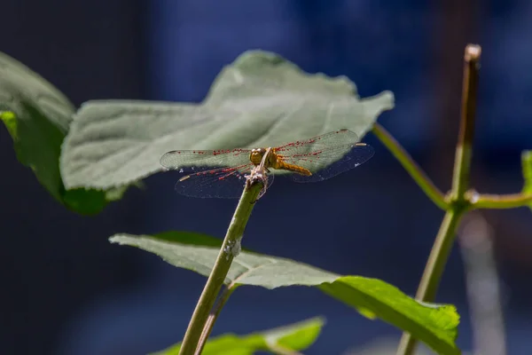 Драконяча Муха Сидить Гілці Dragonfly Крупним Планом — стокове фото