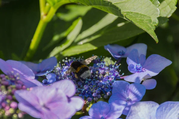 A honey bee gathers pollen on hydrangea flower.