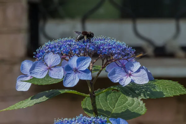 Carpenter bee collects pollen on the hydrangea flower. Xylocopa valga is a species of carpenter bee common to: western, central and southern Europe, except for far northern latitudes; the Caucasus; Middle East; Central Asia; and Mongolia.