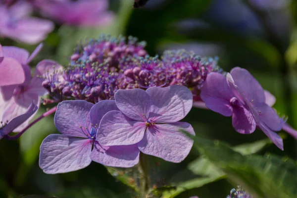 Blossoming hydrangea flowers. Hydrangea is a genus of species of flowering plants native to southern and eastern Asia and the Americas.