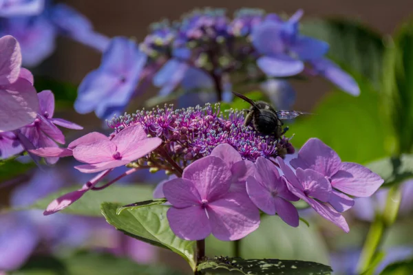 Carpenter bee collects pollen on the hydrangea flower. Xylocopa valga is a species of carpenter bee common to: western, central and southern Europe, except for far northern latitudes; the Caucasus; Middle East; Central Asia; and Mongolia.