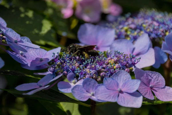 Carpenter bee collects pollen on the hydrangea flower. Xylocopa valga is a species of carpenter bee common to: western, central and southern Europe, except for far northern latitudes; the Caucasus; Middle East; Central Asia; and Mongolia.