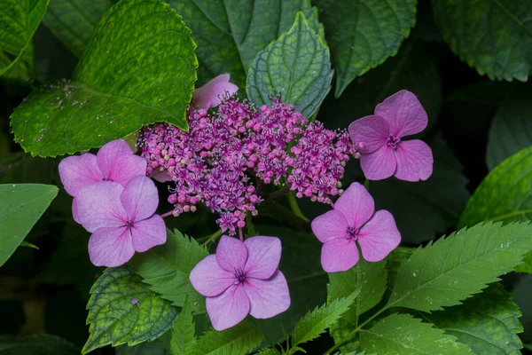 Virágzó Phlox Virágok Phlox Polemoniaceae Családba Tartozó Évelő Éves Növényfaj — Stock Fotó