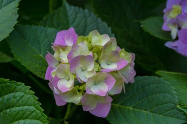 Çiçek açan fenomen çiçekleri. Phlox, Polemoniaceae familyasına ait 67 tür yıllık bitki cinsidir..