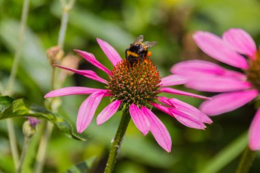 Bal arısı, ekinezya çiçeğinin üzerinde polen toplar. Echinacea purpurea (doğuda mor coneflower, kirpi coneflower), ayçiçeği familyasından Kuzey Amerika 'da yetişen bir bitki türü..