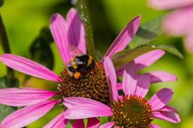Bal arısı, ekinezya çiçeğinin üzerinde polen toplar. Echinacea purpurea (doğuda mor coneflower veya mor coneflower), ayçiçeği familyasından Kuzey Amerika 'da yetişen bitki türü..
