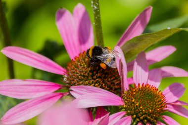Bal arısı, ekinezya çiçeğinin üzerinde polen toplar. Echinacea purpurea (doğuda mor coneflower veya mor coneflower), ayçiçeği familyasından Kuzey Amerika 'da yetişen bitki türü..