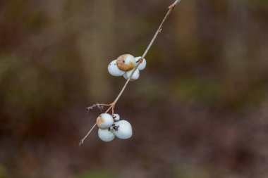 Hafif arkaplanda kar çileği (ayrıca balmumu, hayalet çileği) bulunur. Yaygın kar çileği insanlar için zehirlidir..