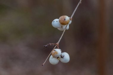 Hafif arkaplanda kar çileği (ayrıca balmumu, hayalet çileği) bulunur. Yaygın kar çileği insanlar için zehirlidir..
