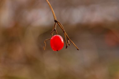 Kırmızı viburnum çalı meyvesi. Viburnum viburnum opulus böğürtlen ve sonbaharda dışarı çıkar.