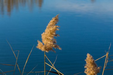 Nehir kenarındaki kurak sazlıkların (Phragmites australis) görüntüsünü kapat