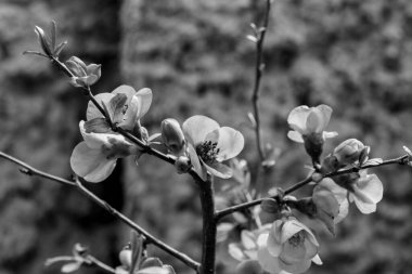 Siyah ve beyaz budama çiçekleri.