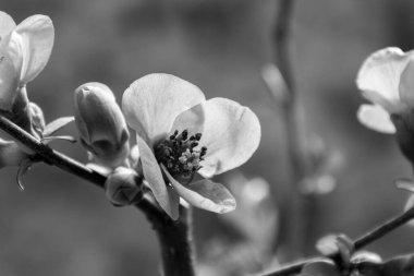 Siyah ve beyaz budama çiçekleri.