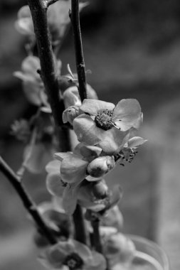 Siyah ve beyaz budama çiçekleri.
