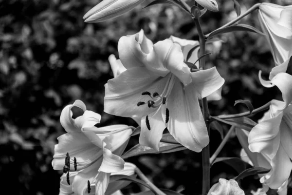 Fiore Lilium Fiorito Bianco Nero Lilium Cui Membri Sono Veri — Foto Stock