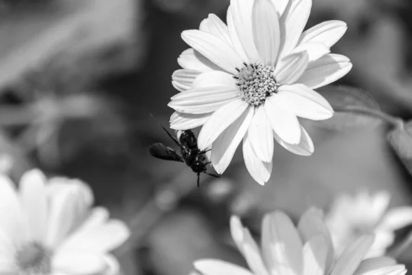 ミツバチはドロニカムの花に花粉を集めます ドロニクム Doronicum ヒョウ科ヒョウ属として知られるひまわり科の植物の属です — ストック写真