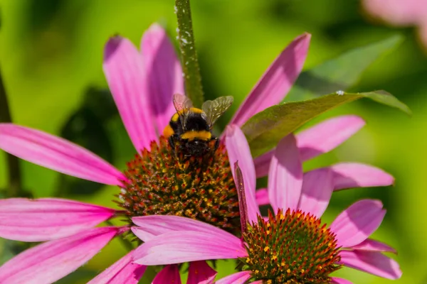 Honigbienen Sammeln Pollen Der Echinacea Blüte Echinacea Purpurea Östlicher Lila — Stockfoto