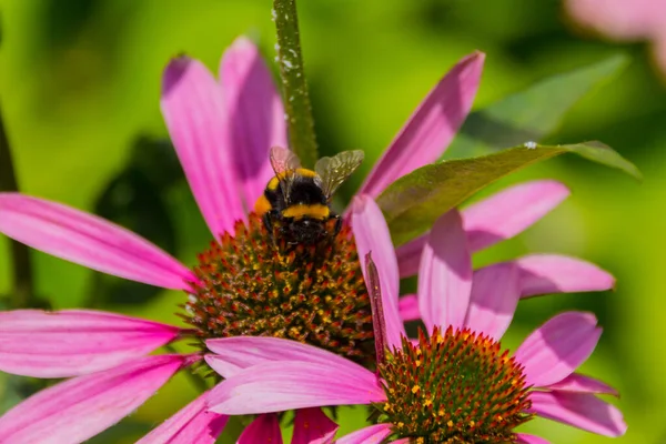 Pszczoła Zbiera Pyłek Kwiat Echinaceum Echinacea Purpurea Wschodnio Fioletowy Coneflower — Zdjęcie stockowe