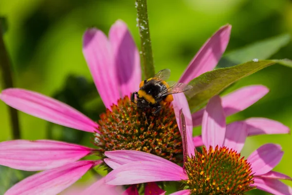 Honey bee gathers pollen on the echinacea flower. Echinacea purpurea (eastern purple coneflower or purple coneflower) is a North American species of flowering plant in the sunflower family.