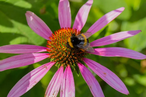 Pszczoła Zbiera Pyłek Kwiat Echinaceum Echinacea Purpurea Wschodnio Fioletowy Coneflower — Zdjęcie stockowe