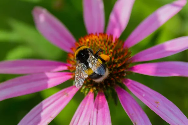 Honungsbin Samlar Pollen Echinacea Blomman Echinacea Purpurea Stra Lila Koneflower — Stockfoto