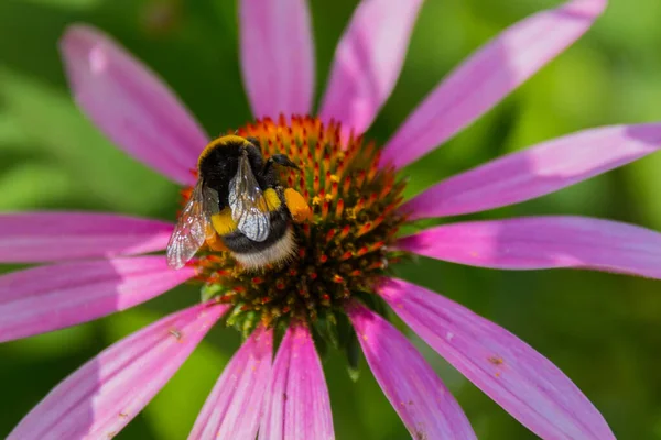 Honey bee gathers pollen on the echinacea flower. Echinacea purpurea (eastern purple coneflower or purple coneflower) is a North American species of flowering plant in the sunflower family.