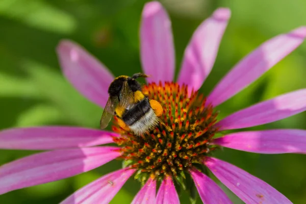 Honey bee gathers pollen on the echinacea flower. Echinacea purpurea (eastern purple coneflower or purple coneflower) is a North American species of flowering plant in the sunflower family.