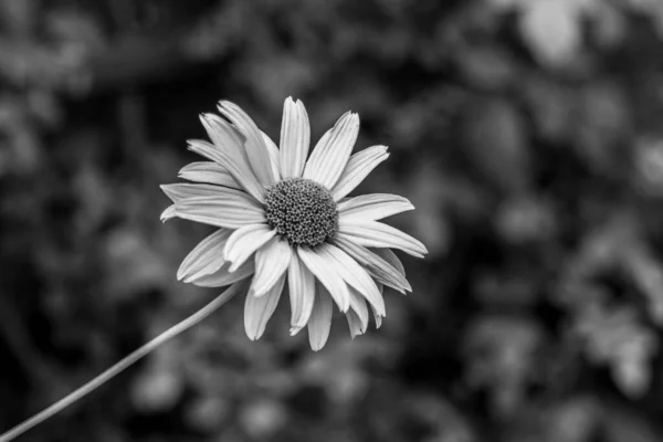 黒と白の花Doronikum花 ドロニクム Doronicum ヒョウ科ヒョウ属として知られるひまわり科の植物の属です — ストック写真