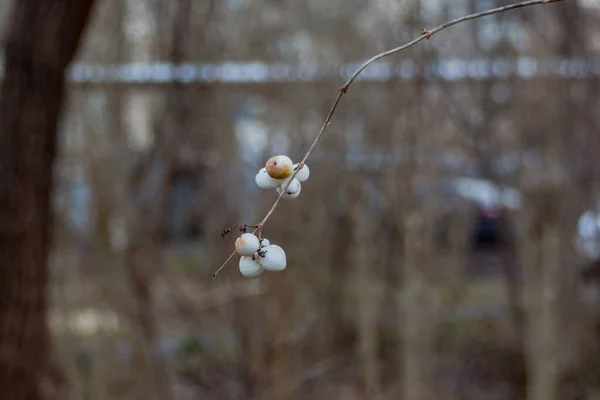 Bagas Neve Também Waxberry Ghostberry Contexto Leve Baga Neve Comum — Fotografia de Stock