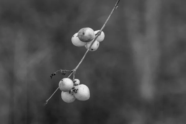 Μαύρο Και Άσπρο Βατόμουρο Επίσης Waxberry Ghostberry Κοινό Βατόμουρο Θεωρείται — Φωτογραφία Αρχείου