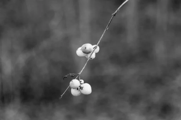 Μαύρο Και Άσπρο Βατόμουρο Επίσης Waxberry Ghostberry Κοινό Βατόμουρο Θεωρείται — Φωτογραφία Αρχείου