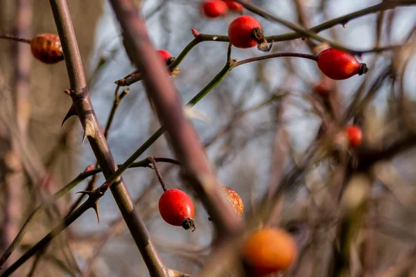 Rosehip Grenen Ljus Bakgrund Ros Höft Eller Nypon Även Kallad — Stockfoto