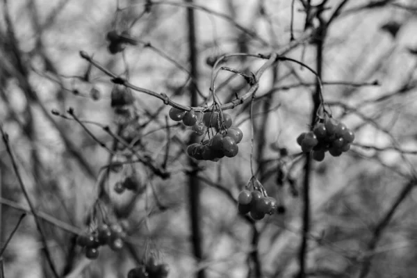 Черно Белая Вибурнум Саду Viburnum Opulus Ягоды Листья Открытом Воздухе — стоковое фото