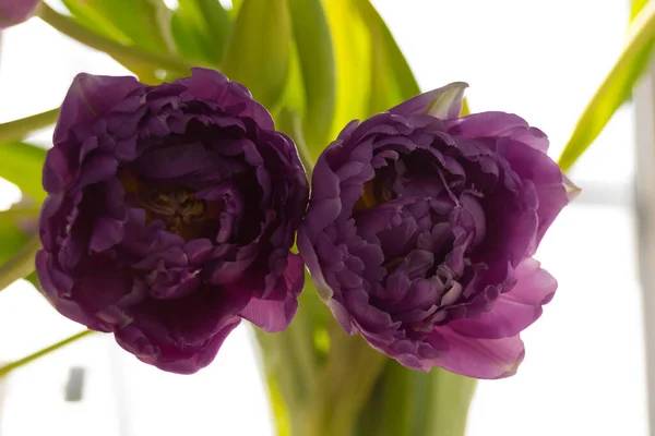 Tulipanes Violetas Fondo Claro Tulip Género Plantas Perennes Bulbosas Perteneciente — Foto de Stock