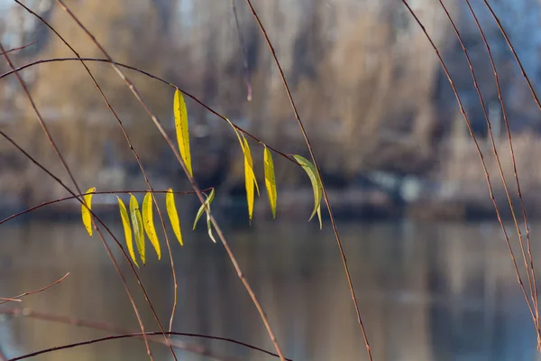川の前の枝に緑の葉 — ストック写真