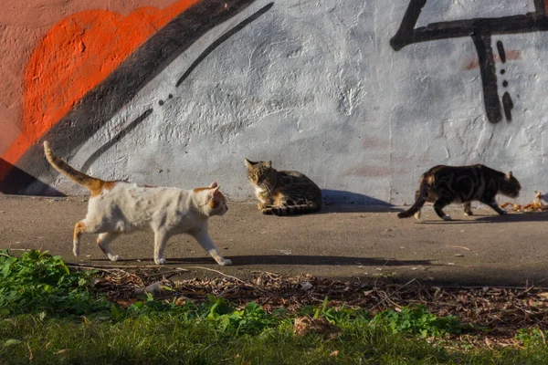 Кошки Парке — стоковое фото