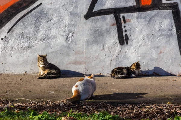 Gatos Parque — Foto de Stock