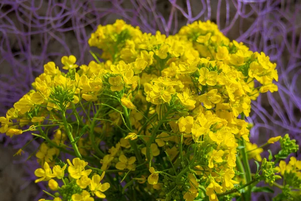 Золотой Alyssum Aurinia Saxatilis Желтые Цветы Полном Расцвете Весеннее Время — стоковое фото