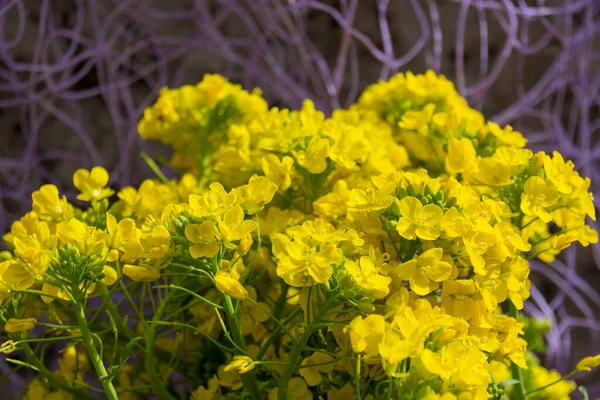 Arany Alyssum Aurinia Saxatilis Sárga Virágok Teljes Virágzása Tavasszal — Stock Fotó