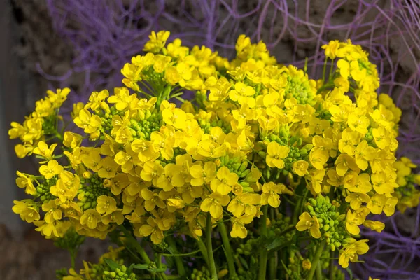 Золотой Alyssum Aurinia Saxatilis Желтые Цветы Полном Расцвете Весеннее Время — стоковое фото