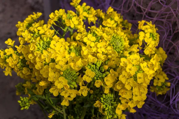 Altın Alkaliposit Aurinia Saxatilis Sarı Çiçekler Bahar Zamanı Çiçek Açar — Stok fotoğraf