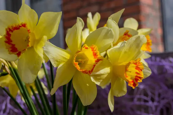 Çiçekli Sarı Nergisler Narcissus — Stok fotoğraf