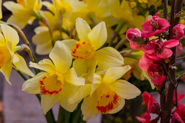 Kvetoucí Narcisy Prunus Květiny — Stock fotografie