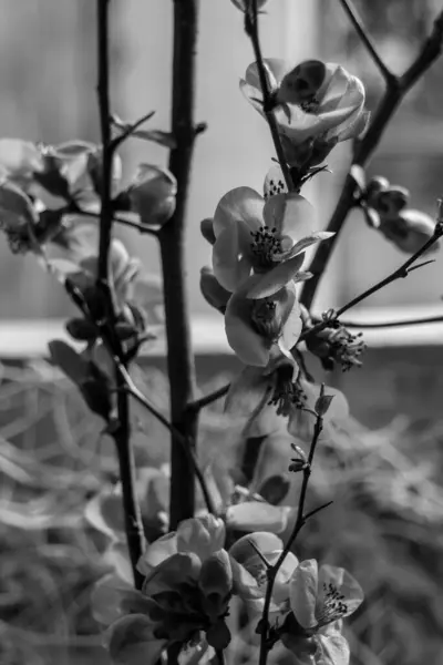 Черно Белые Цветущие Чернослив — стоковое фото